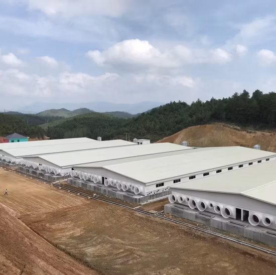 Galinheiro Estrutura de aço Galpão Casas Coop