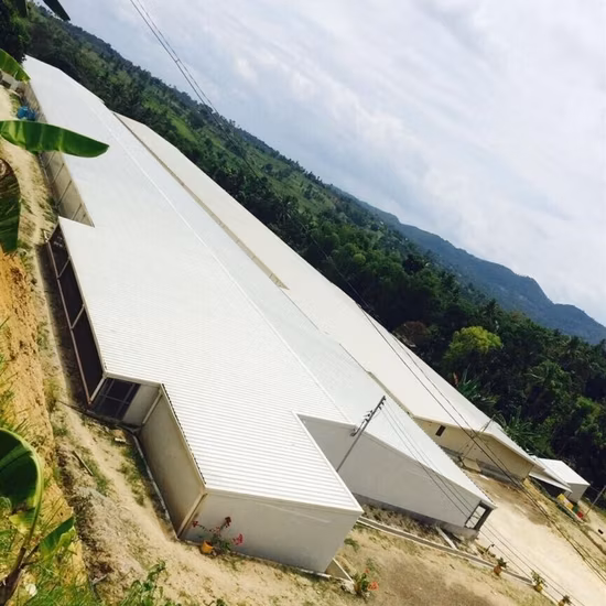 Galpão de estrutura de aço para granja de frangos de corte para 15.000 frangos