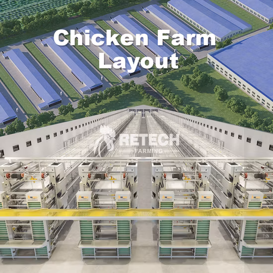 Galinheiro de estrutura de aço pré-fabricada de baixo custo para avicultura