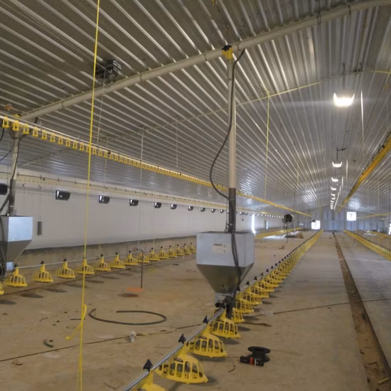 Estrutura de Aço Galinhas Uso Galinheiro/Granja Frango/Galeria de Frangos de Corte