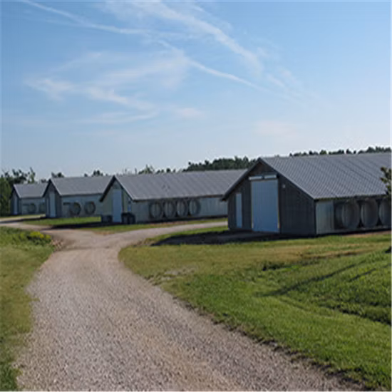 Estrutura de construção de armação de aço pré-fabricada Casa de frango pré-fabricada para fazenda de aves com conjunto completo de equipamentos para fábrica de frango